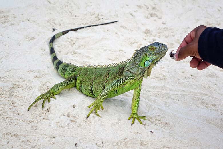 Conociendo a las iguanas de Johnny Cay - Conociendo a las iguanas de Johnny Cay