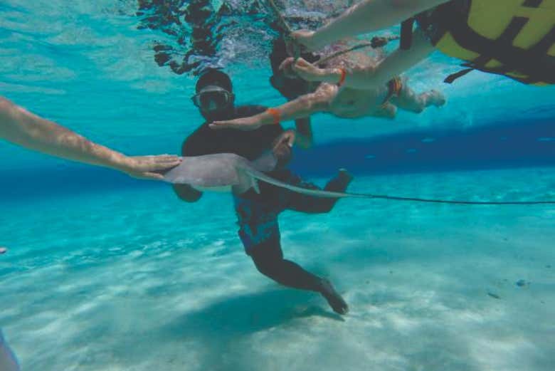 Swimming with manta rays - Swimming with manta rays