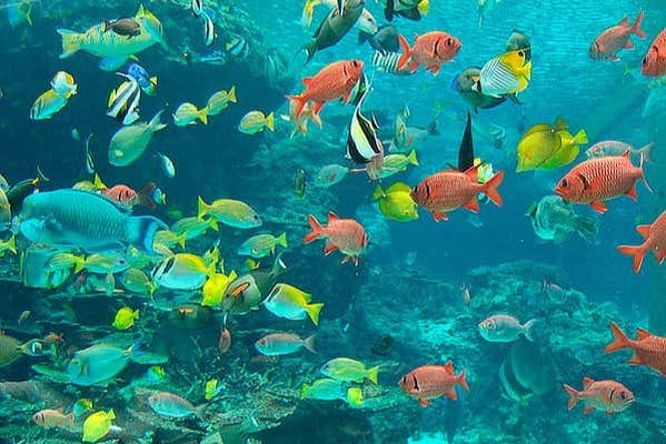 Fish in San Andres Bay - Fish in San Andres Bay
