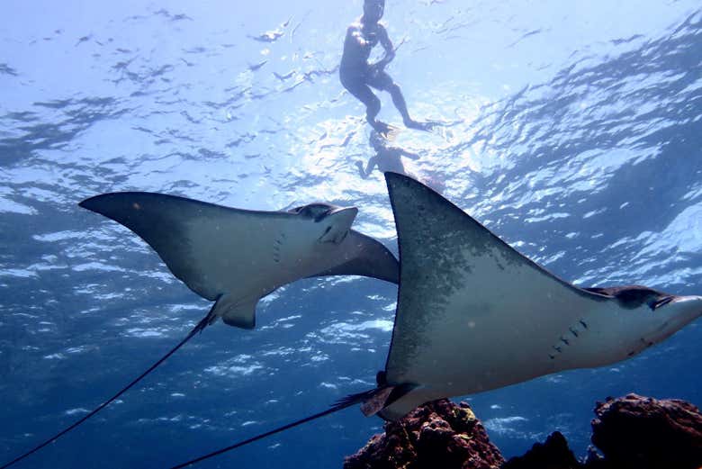 Viendo mantarayas en San Andrés - Viendo mantarayas en San Andrés