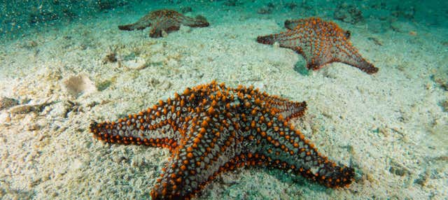 Seawalker en San Andrés