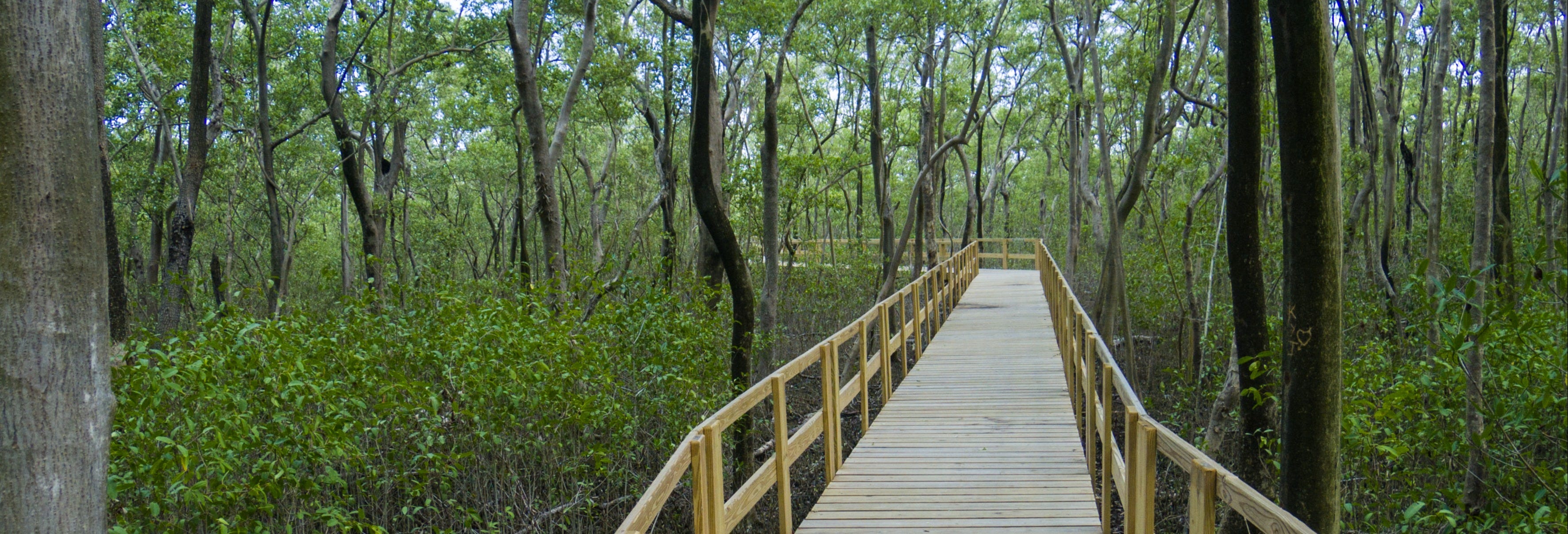 San Andrés Mangroves Kayak Tour