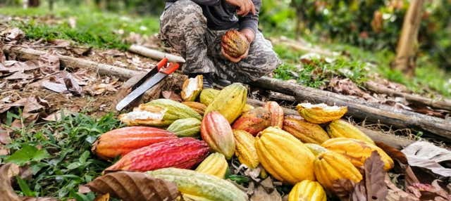 Visita di una piantagione di cacao