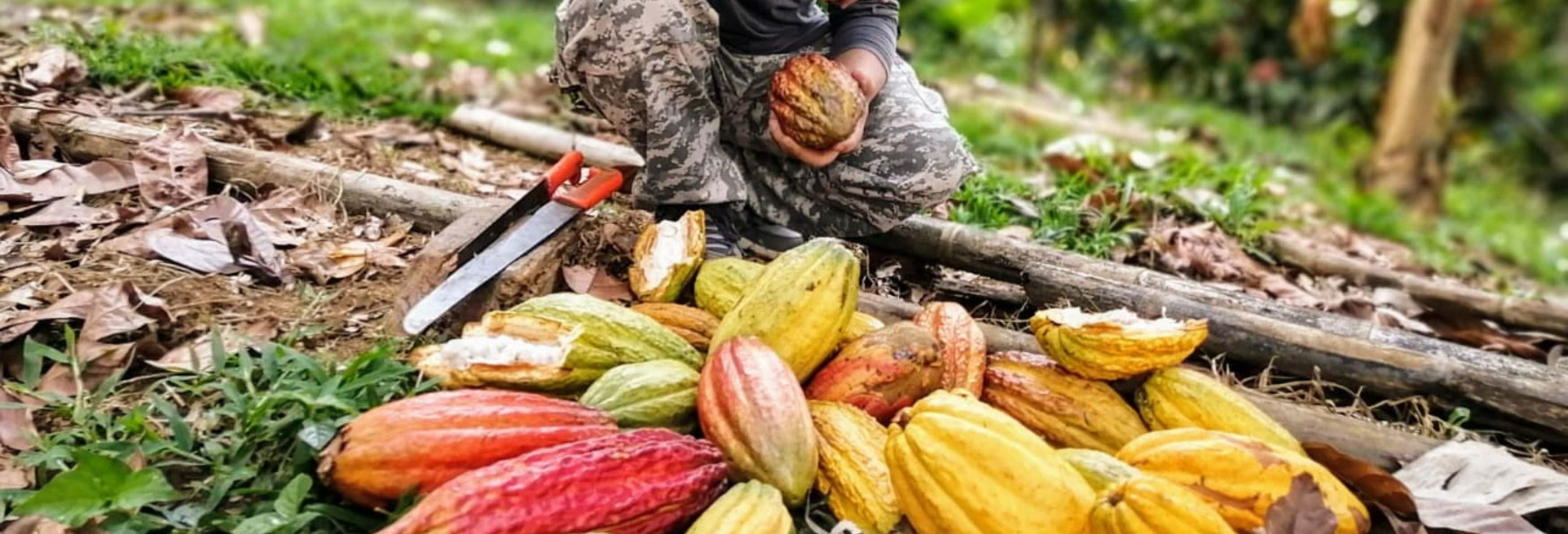 Visita di una piantagione di cacao