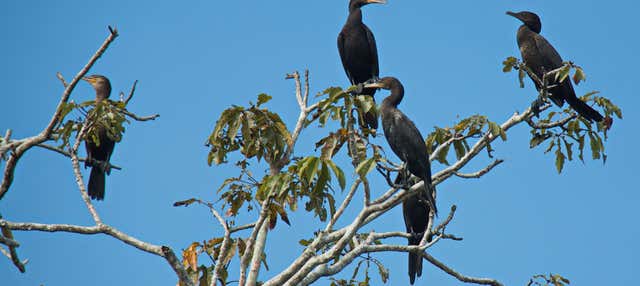 Escursione alla Ciénaga Grande di Santa Marta