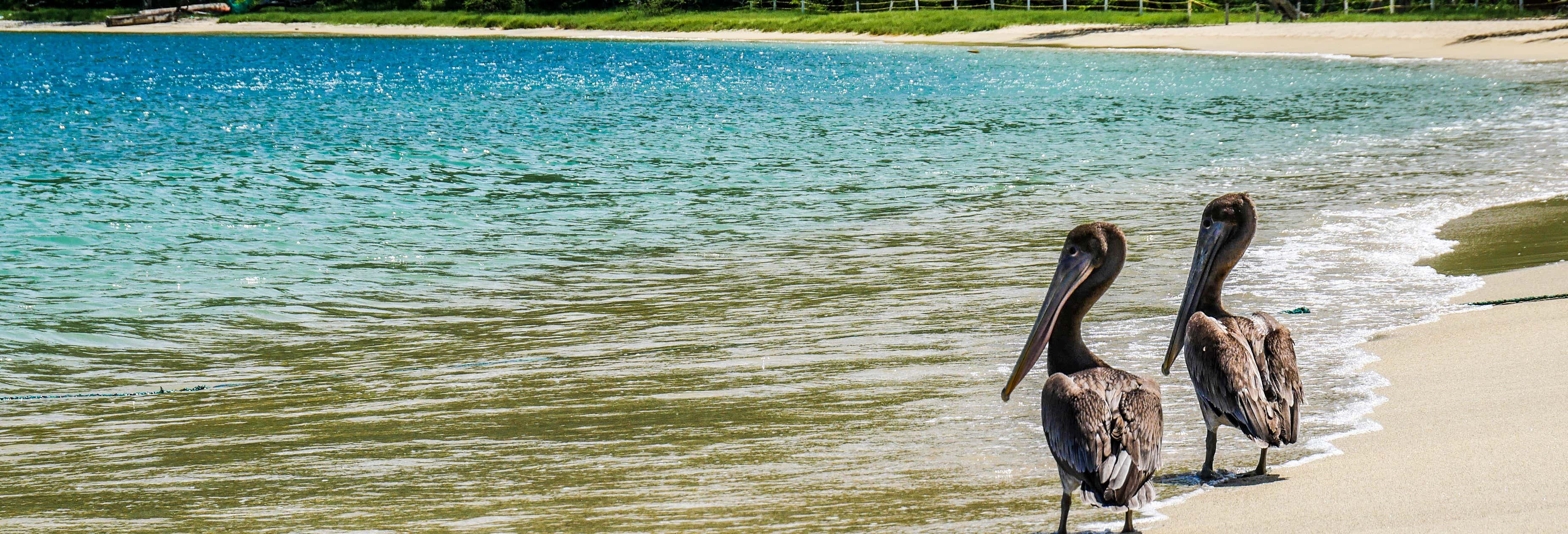 Tayrona Park Small Group Day Trip by Speedboat