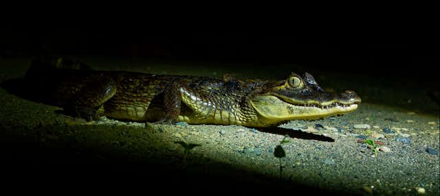 Safari sul fiume Don Diego