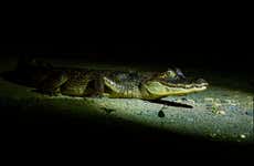 Don Diego River Safari Tour