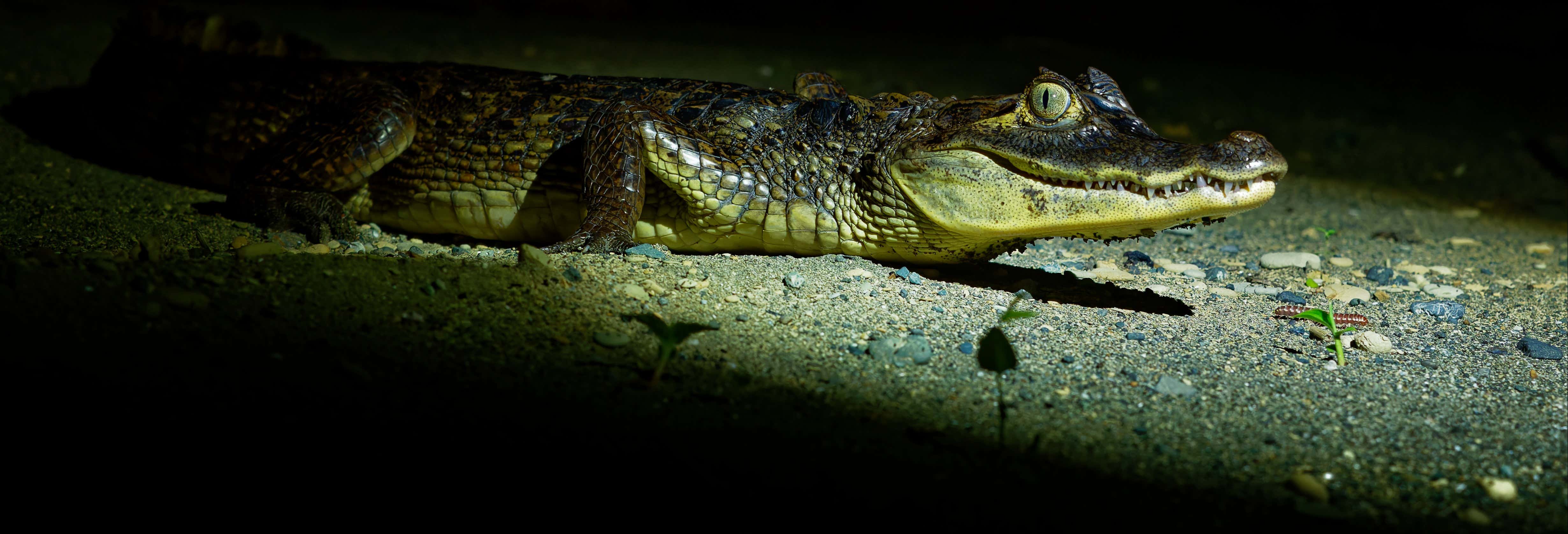 Safari sul fiume Don Diego