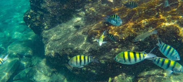 Snorkeling al Parco Tayrona