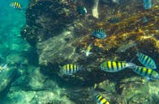 Snorkel Day Trip in Tayrona