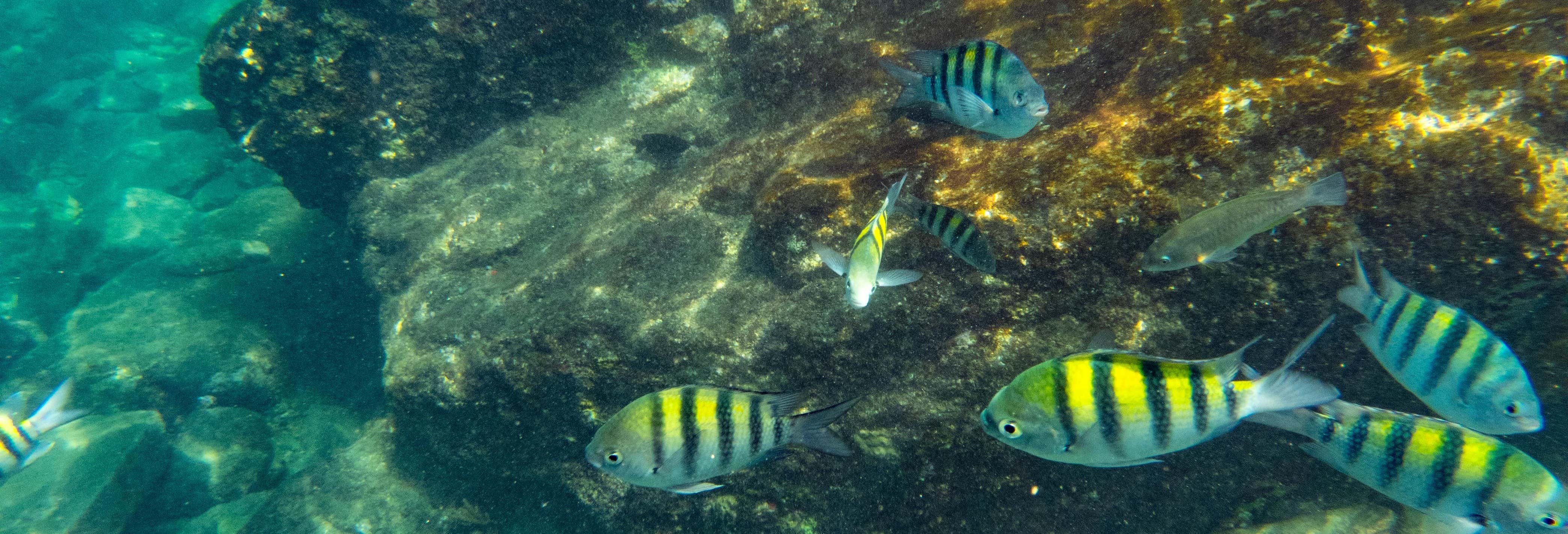 Snorkel Day Trip in Tayrona