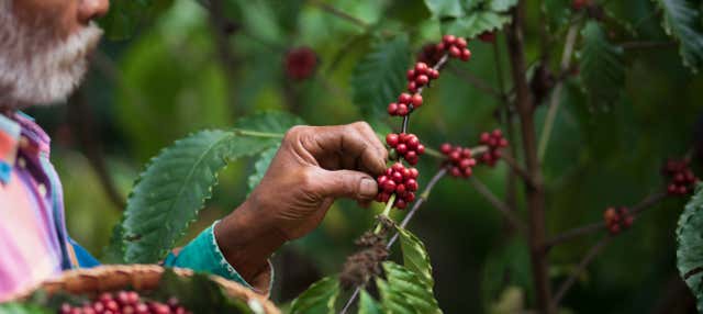 Tour del caffè nella regione di Santa Marta