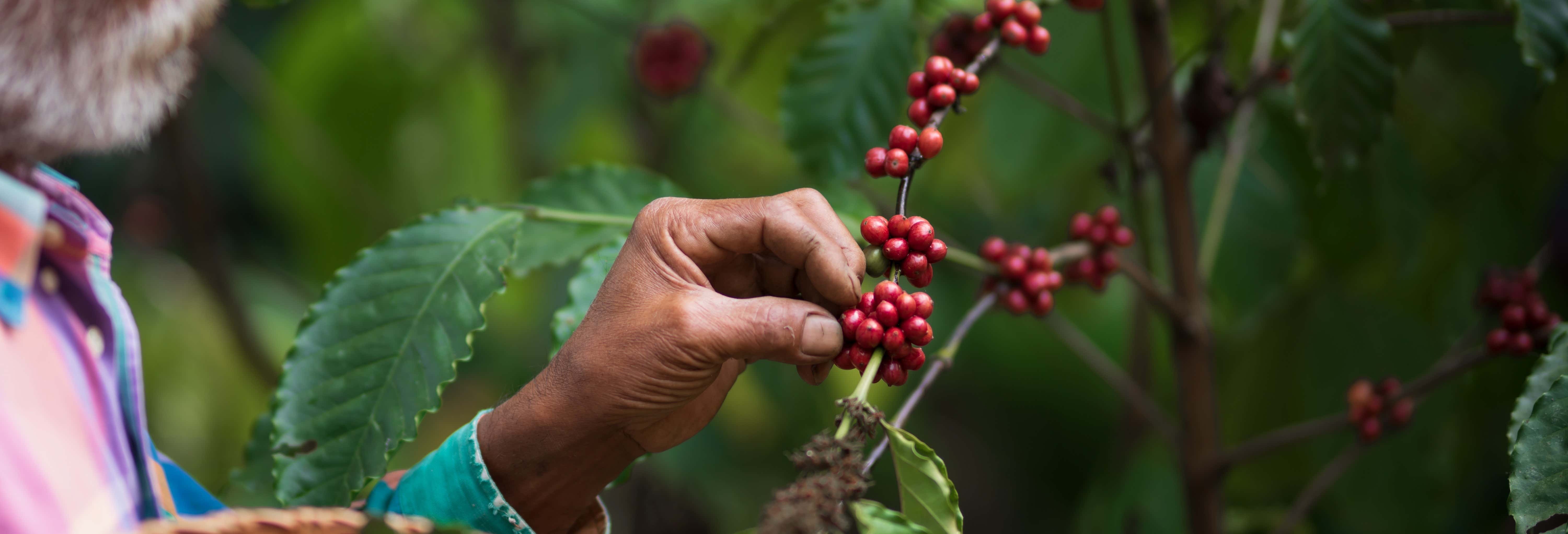 Tour del caffè nella regione di Santa Marta