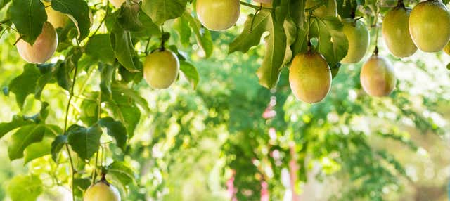 Trekking fino alla cascata El Saltillo + Visita di una piantagione di frutto della passione