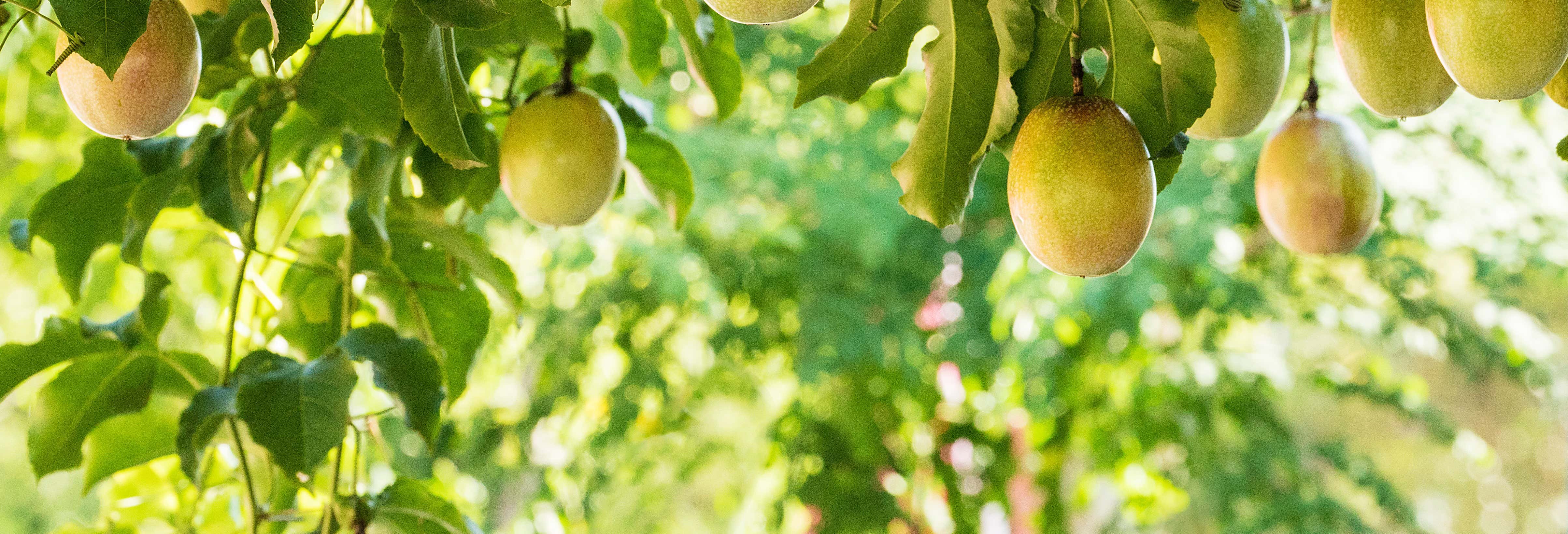 Trilha até a cachoeira El Saltillo + Visita a uma fazenda de maracujá