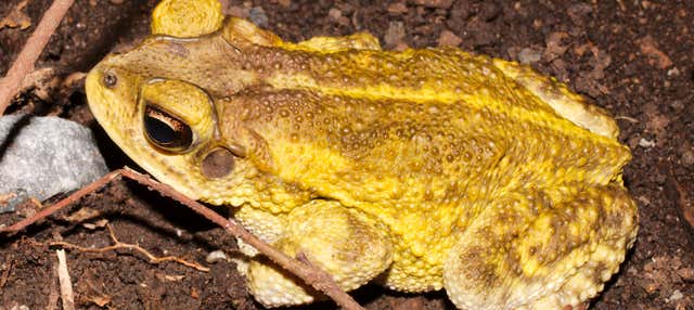 Avvistamento di anfibi e rettili a Santa Rosa de Cabal