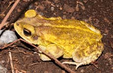 Avistamento de anfibios e répteis em Santa Rosa de Cabal