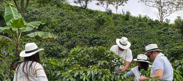 Visita di una piantagione di caffè a Santa Rosa de Cabal