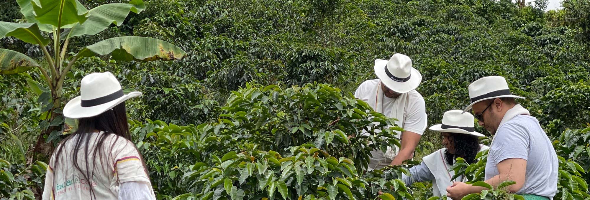 Visita di una piantagione di caffè a Santa Rosa de Cabal