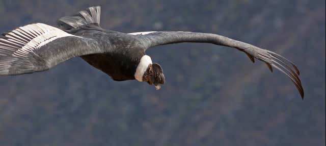 Escursione al Parco Nazionale Puracé + Avvistamento del condor andino
