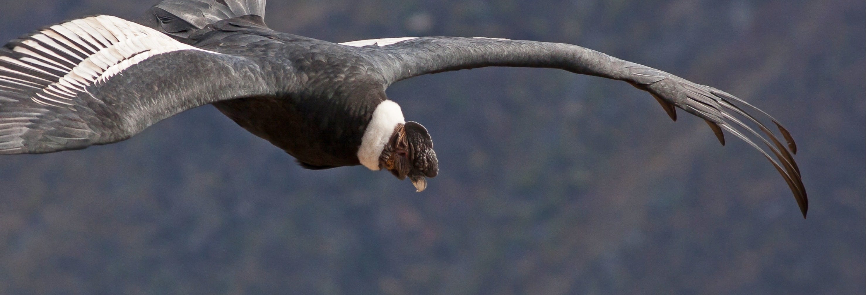 Andean Condor Watching + Puracé National Park Tour