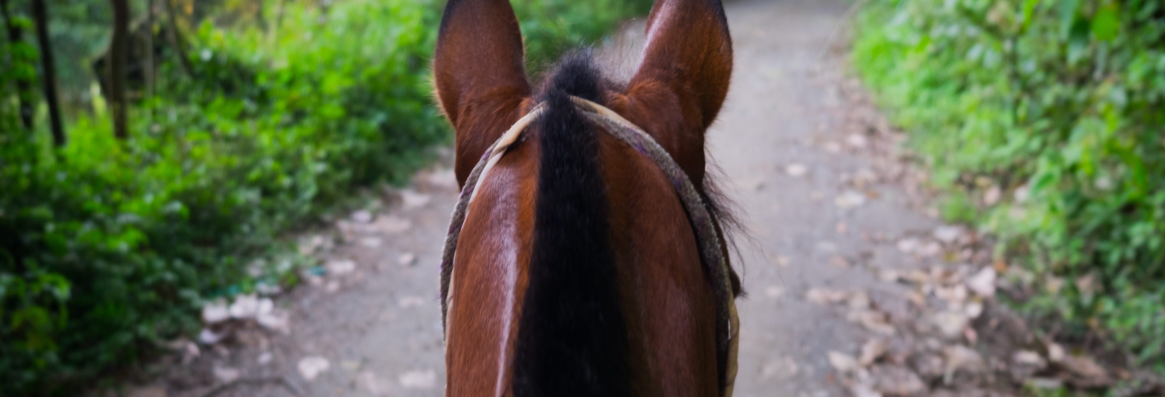 Silvia Horseback Riding Tour