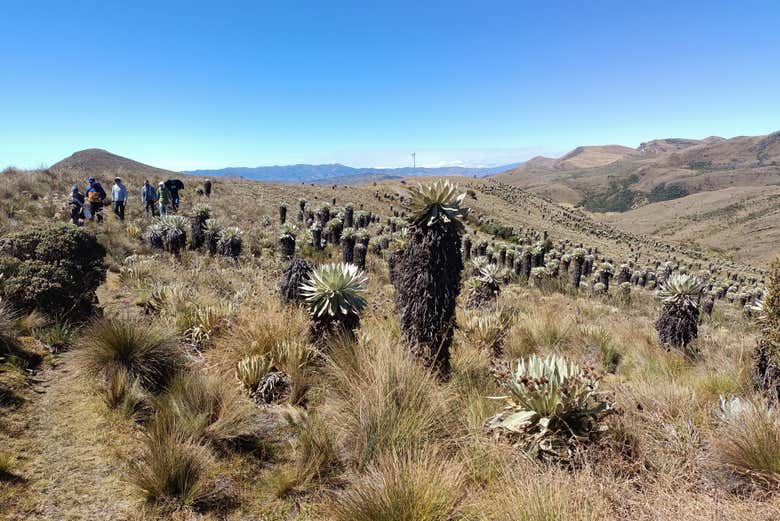 Imagen 3