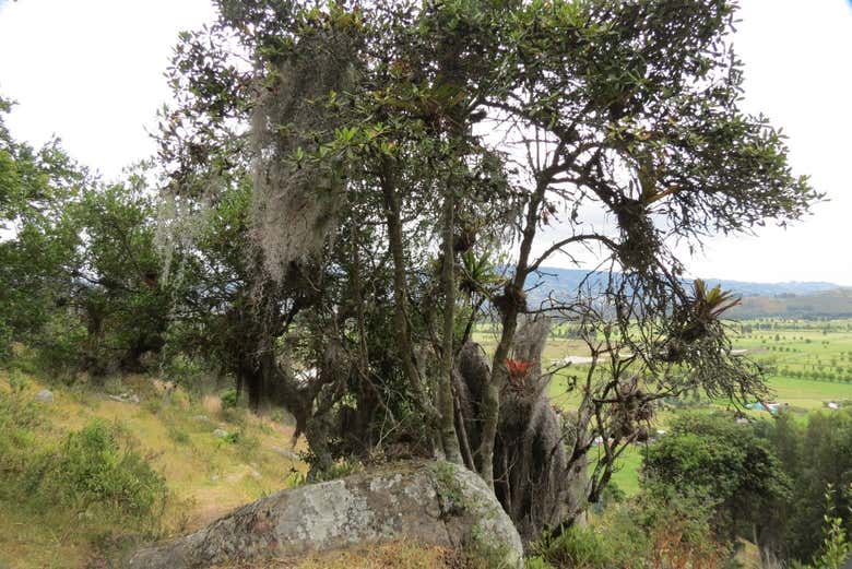 Vegetation in Cucunubá - Vegetation in Cucunubá
