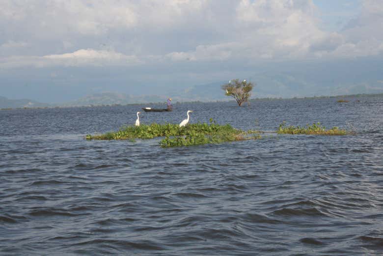 See birds in Ciénaga de Zapatosa - See birds in Ciénaga de Zapatosa