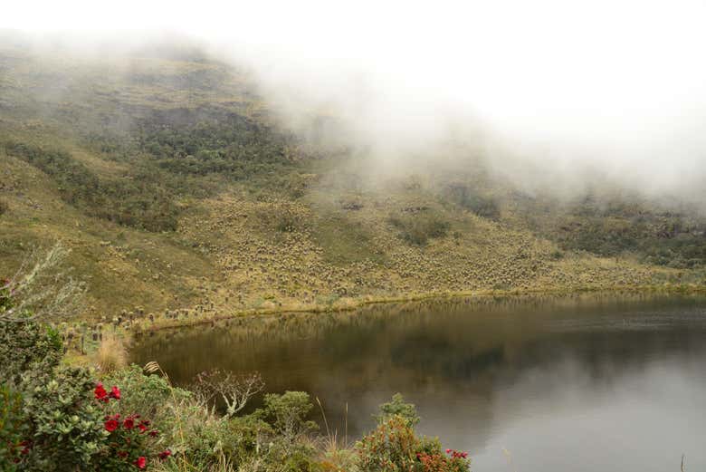 Imagen 4