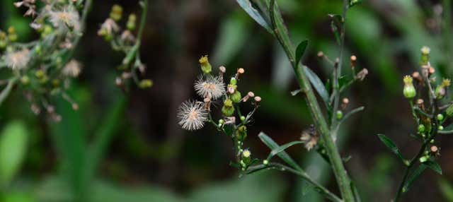 Trekking nel Santuario della Flora e della Fauna di Iguaque