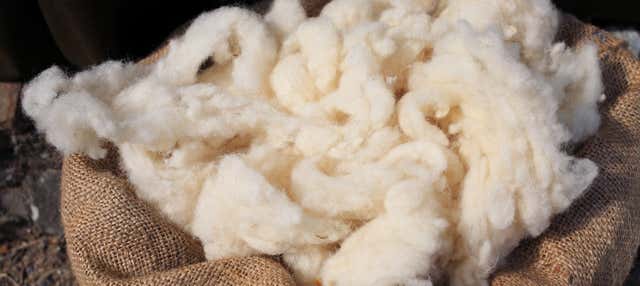 Laboratorio di lana + Valle Escondido