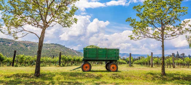 Visita guidata dei vigneti Marqués Villa de Leyva