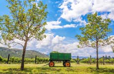 Visit to the Marques Villa de Leyva Vineyard