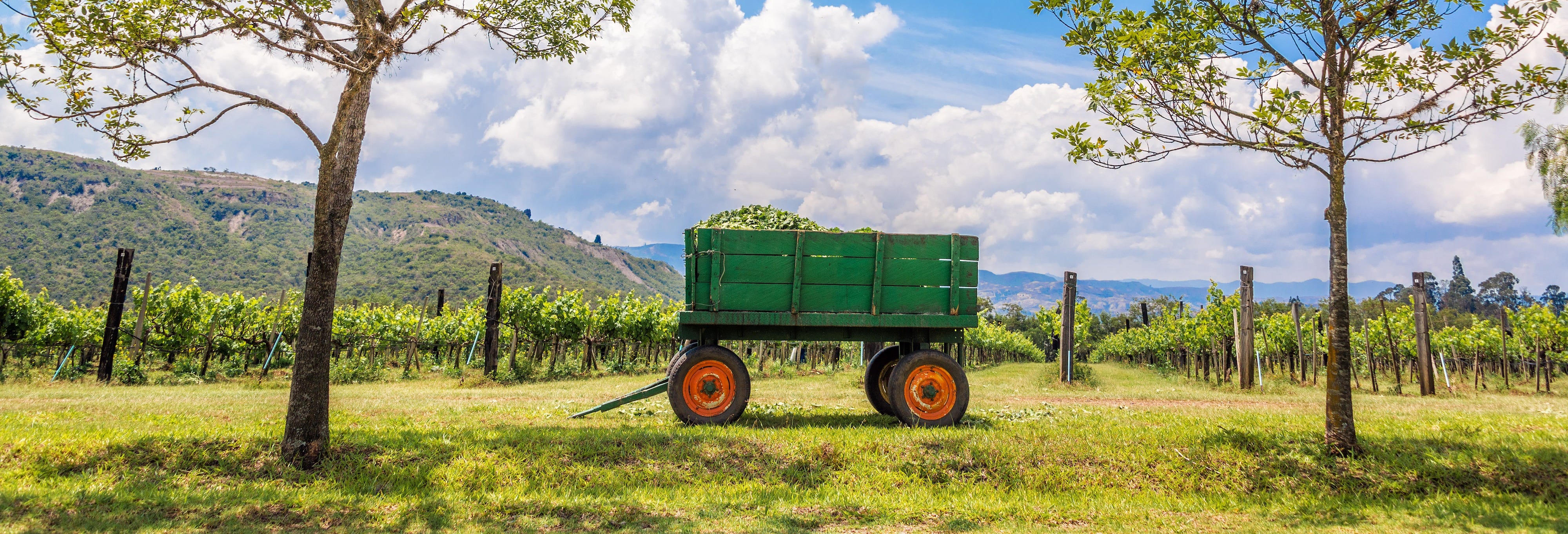 Visit to the Marques Villa de Leyva Vineyard 