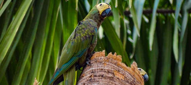 Birdwatching a Villavicencio