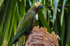 Birdwatching in Villavicencio