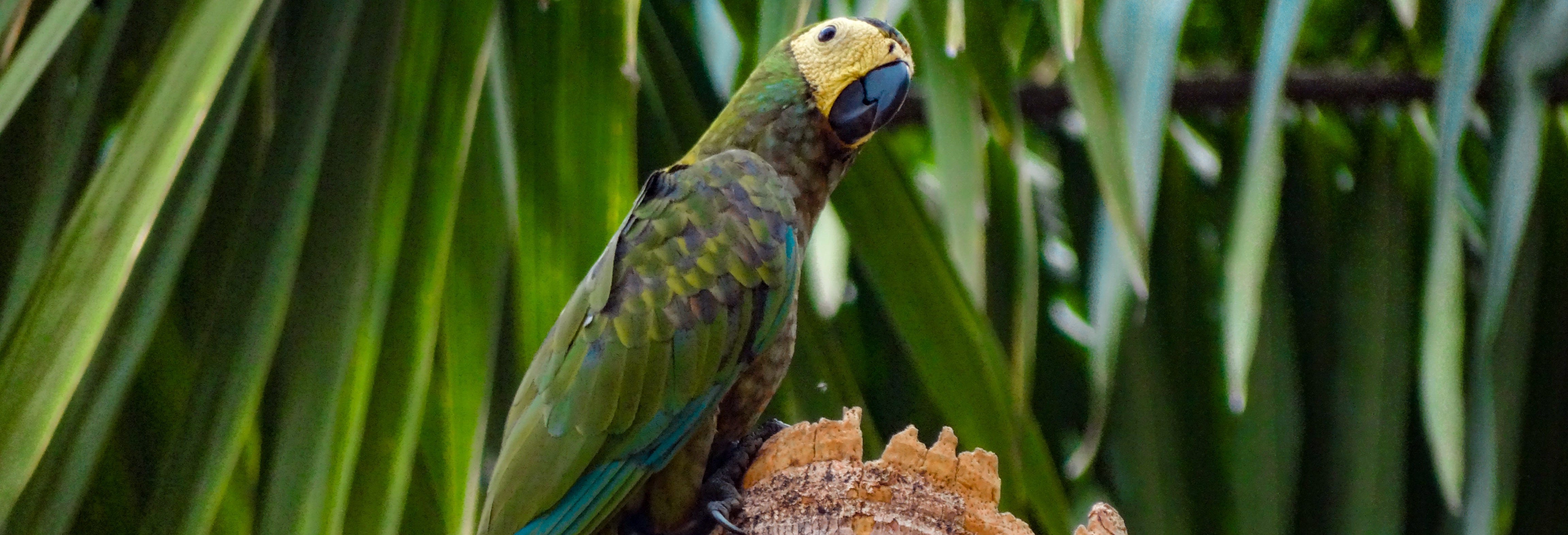 Birdwatching in Villavicencio