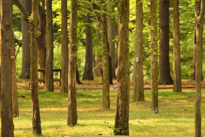 Petit France, Nami Island & Morning Calm Garden Tour
