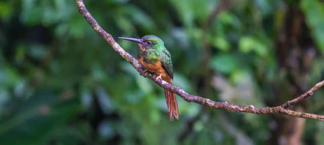 Birdwatching ad Arenal