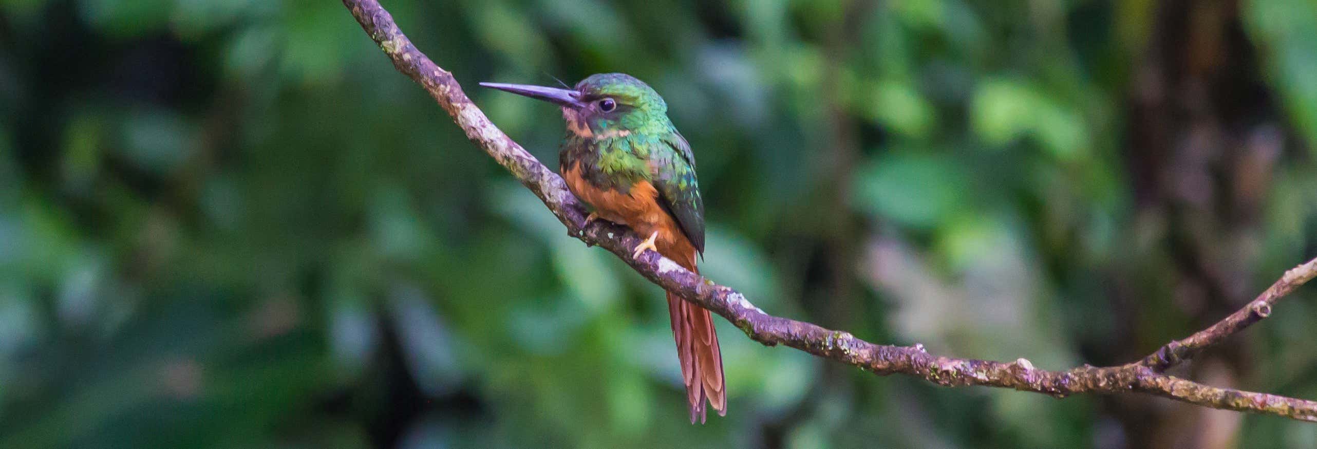 Birdwatching ad Arenal