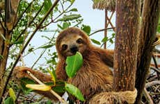 La Fortuna Sloth Tour