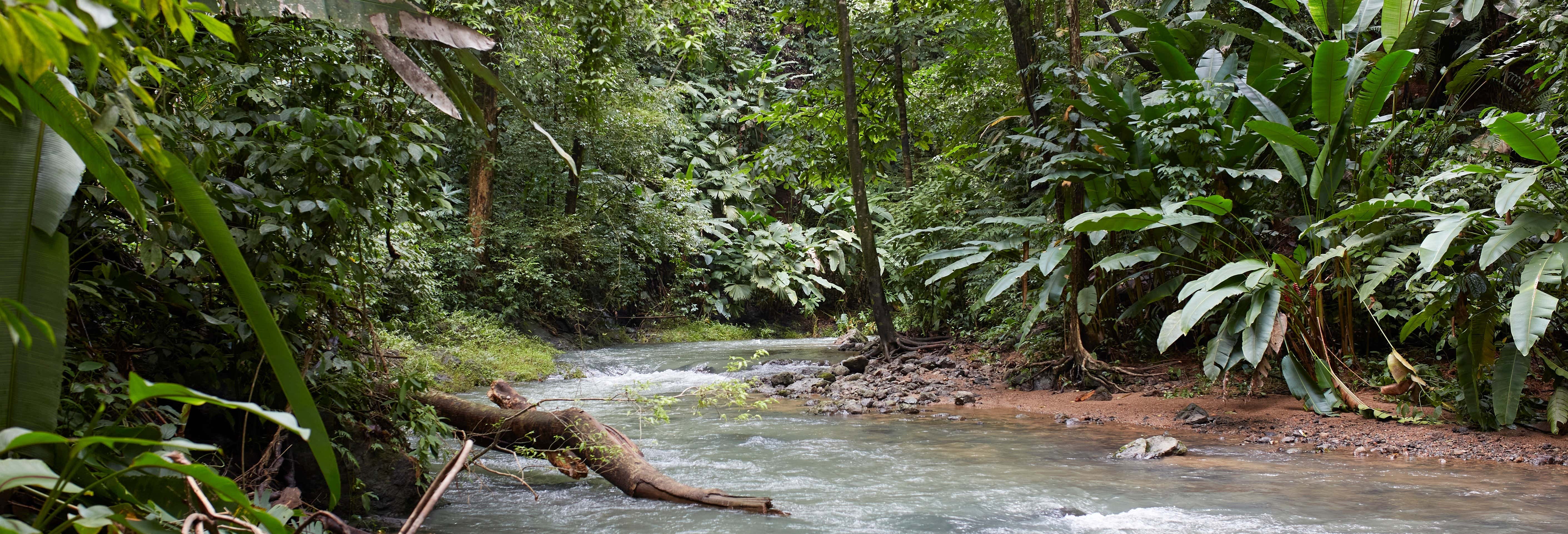 Corcovado Jungle Tour