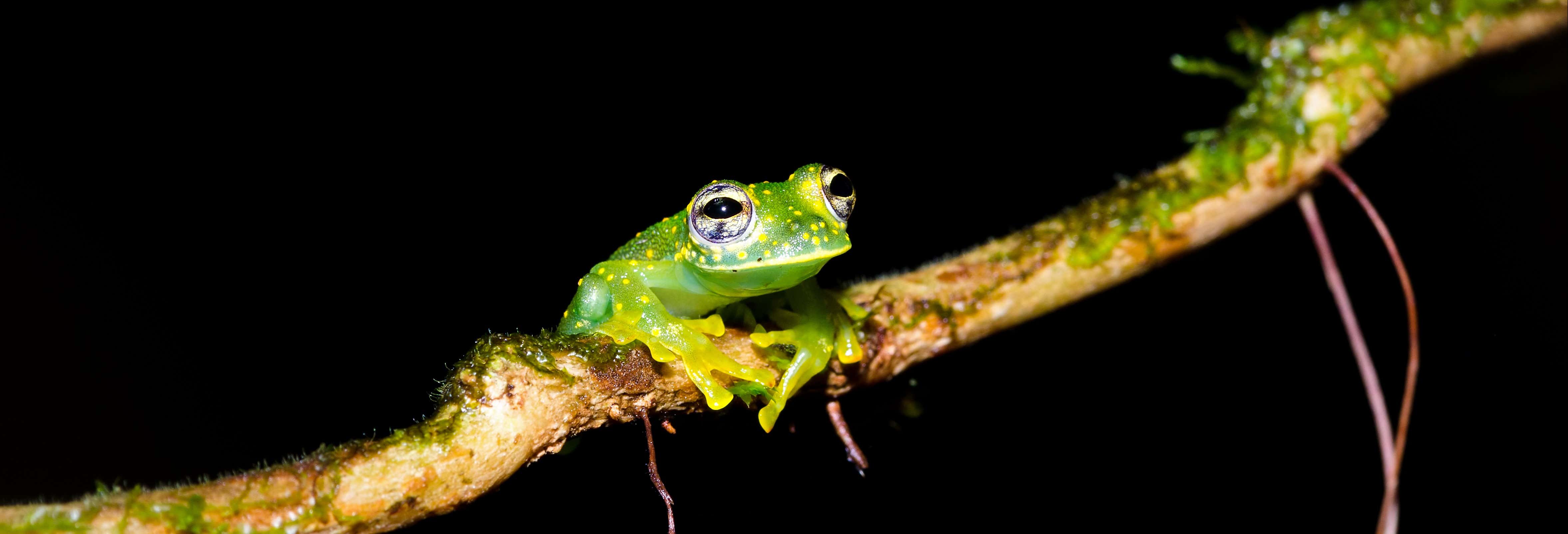 Night Walk in Agujitas River Eco Farm