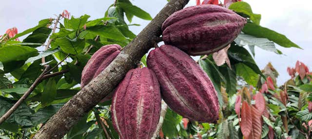 Escursione alla comunità indigena di Yorkín