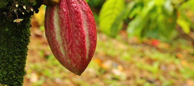 Tour del cioccolato a Guápiles