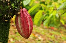 Guápiles Chocolate Tour