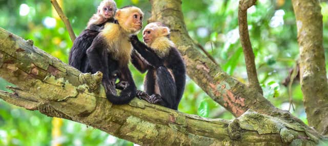 Escursione al Parco Nazionale Manuel Antonio