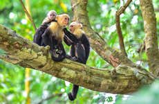 Manuel Antonio National Park Tour